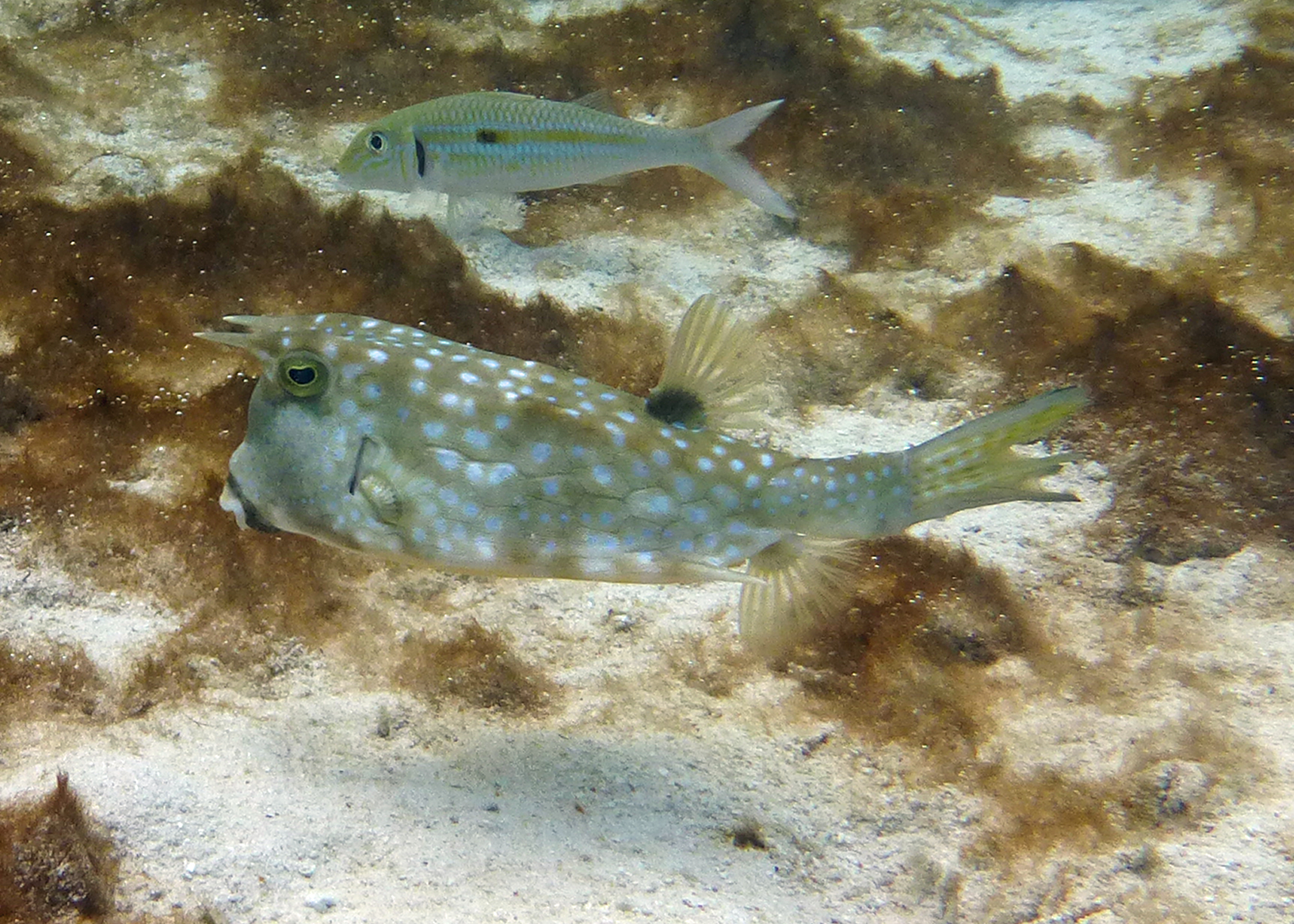 Longhorn cowfish, Mo'orea, French Polynesia 2024.